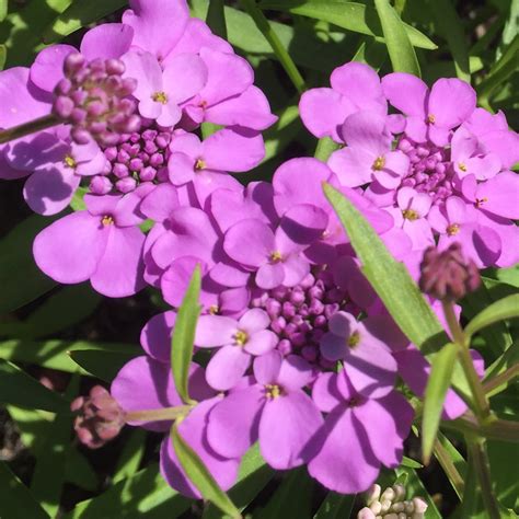 Candytuft | Our Edible Flowers | The Flower Deli