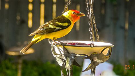 Western Tanager at Our Kitchen Feeder (Patsy) | Phillip Hicks | Flickr