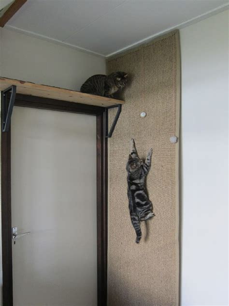 a cat sitting on top of a wooden shelf next to a door with an animal ...