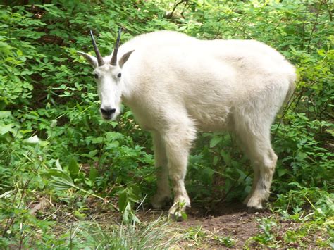 Aggressive mountain goats lured to Heart Lake hiker campsites | The ...