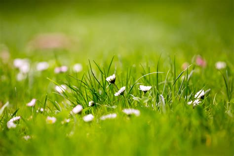 Green Grass Background Hd