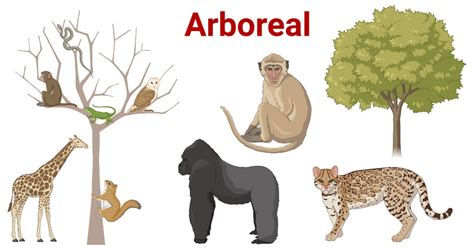 Arboreal- Definition, Biomechanics of Trees, Adaptions