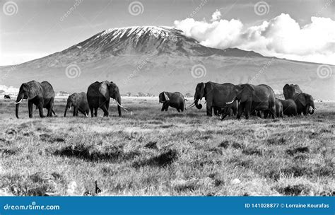 A Large Group of Elephants at the Base of Mount Kilimanjaro Stock Image ...