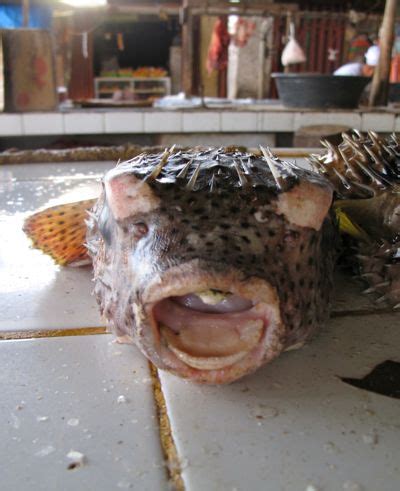 Butete / Tagutungan / Blotched Porcupinefish - Market Manila