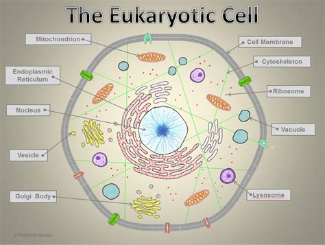 What Are 4 Examples Of Eukaryotic Cells : Differences between ...