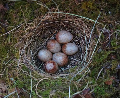 British Birds' Eggs | Identification Guides | Bird Spot