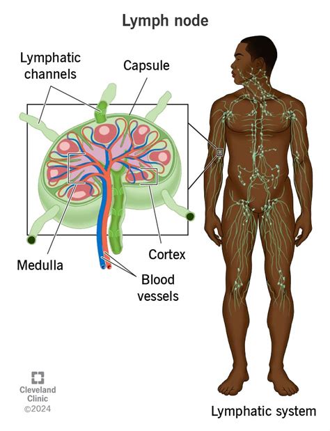 Lymph Node Function & Location