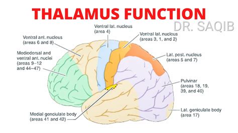 Brain Thalamus Function