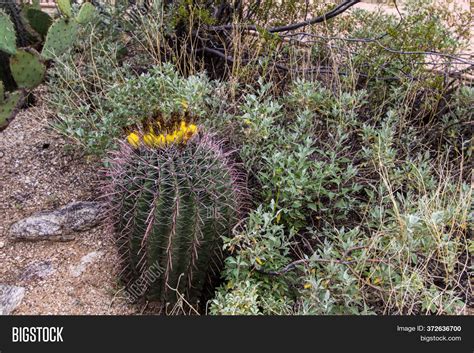 Barrel Cactus Fruit. Image & Photo (Free Trial) | Bigstock