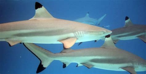 The Blacktip Reef Shark | Critter Science