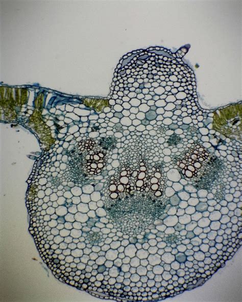 Monocot Leaf Under Microscope