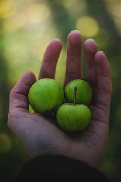 Free stock photo of apples, fruits, hand