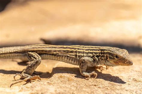 Whiptail Lizard - A-Z Animals