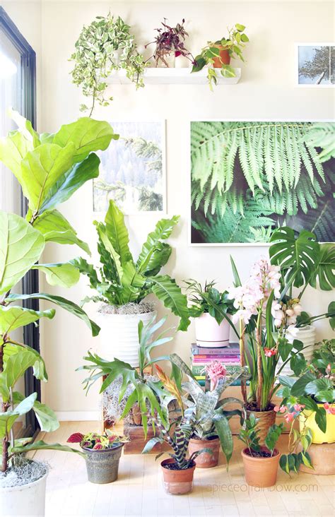 18 Most Beautiful Indoor Plants ( & 5 Easy Care Tips! ) - A Piece Of ...