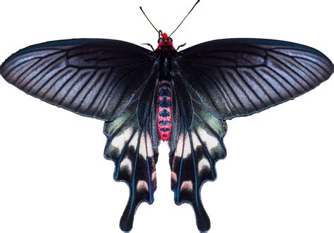 Black butterfly wings inspire solar cell design