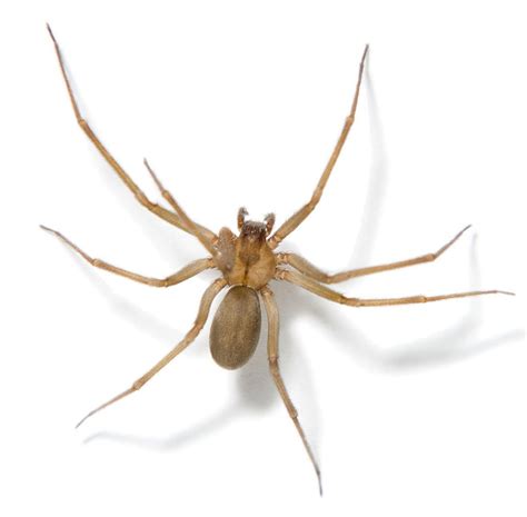 Brown Recluse Spider Identification