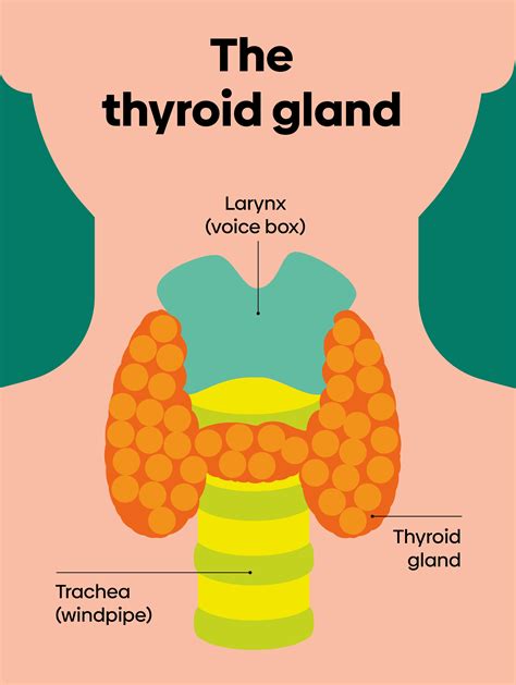 The thyroid gland