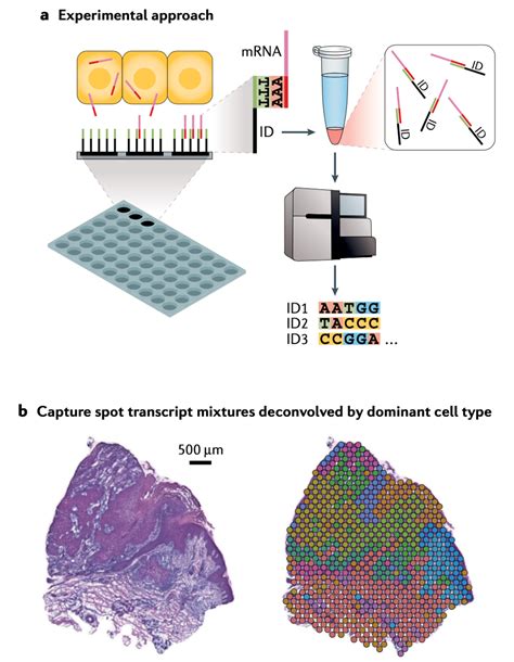 An overview of single-cell RNA sequencing and spatial transcriptomics