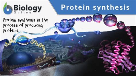 Protein Synthesis Steps Diagram