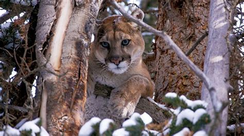 Mountain Lions: Big Cats in High Places ‹ 2015-2016 ‹ Natural World