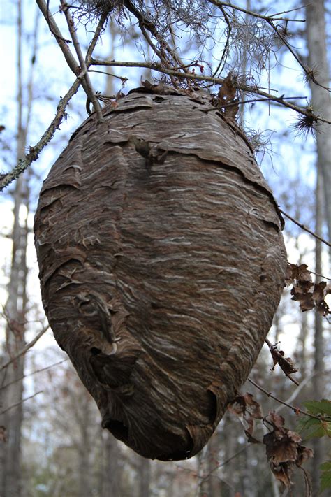 Mud Wasp Nest Identification Huge paper wasp nest