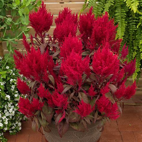 Red Celosia Dragon's Breath Seed – Harris Seeds