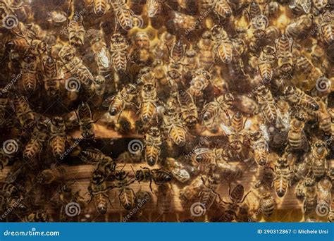 Swarm of Bees in a Beehive for Honey Production Stock Image - Image of ...