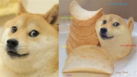 ‘Doge’ meme’s Shiba Inu auctioned for whopping Rs 29.299 crore, creates ...