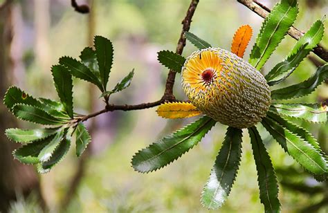 East Rim Wildflower walking track | NSW National Parks | Australian ...