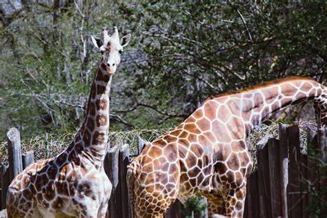 Brown Giraffe during Daytime · Free Stock Photo