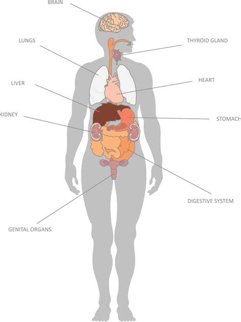 Internal Organs and their Functions - KidsPressMagazine.com