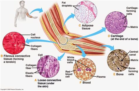 Connective Tissue: Blood. Bones, Areolar Tissue with Example and Videos