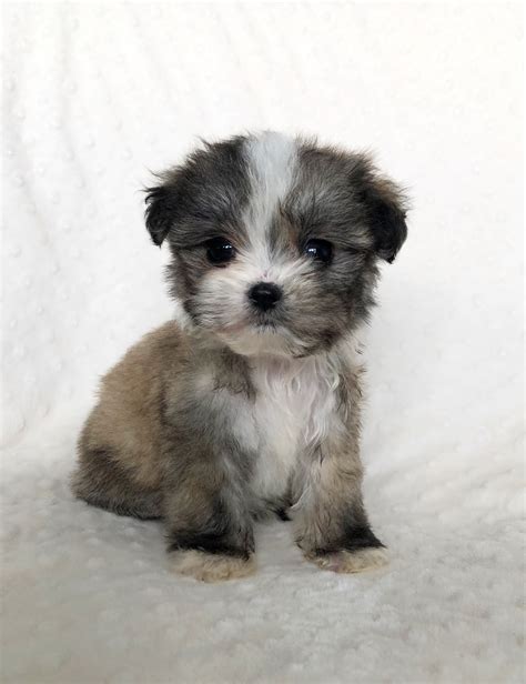 Teacup Morkie Puppy for sale! | iHeartTeacups