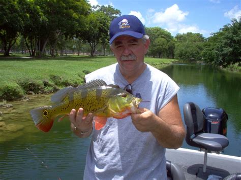 Peacock Bass Fishing: Florida Peacock Bass Fishing