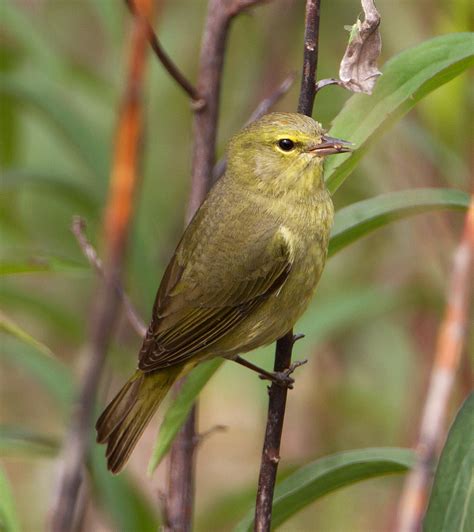 Orange-crowned Warbler - eBirdr