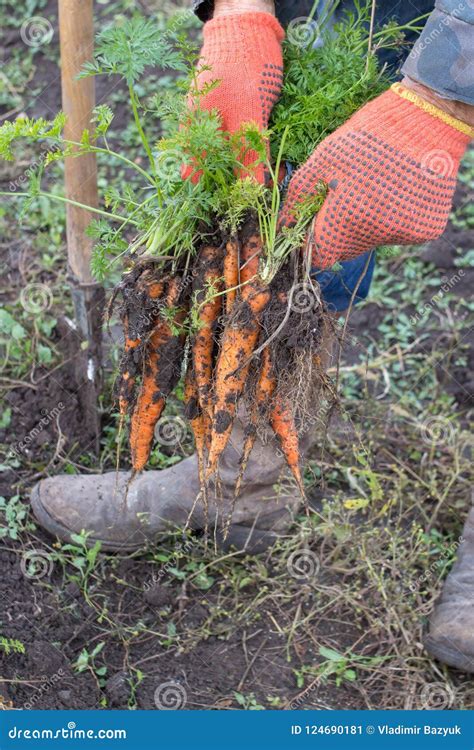 Hand of Man Pulling Grown Carrots,carrots Freshly Pulled Stock Image ...