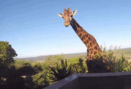 Giraffe GIFs - Find & Share on GIPHY