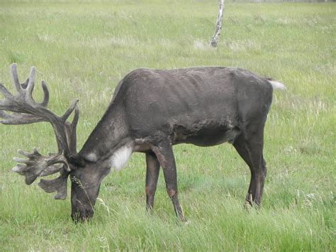 Jackson's Journeys: More Whitehorse, Yukon Wildlife Preserve