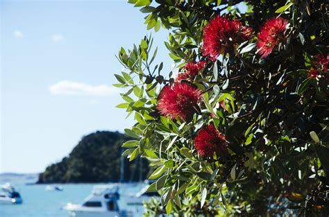 Christmas Traditions in New Zealand