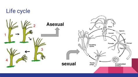 How Hydra Reproduce Sexually And Asexually - FarmPally.com