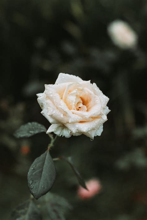 137 Wallpaper Hd White Rose Pictures - MyWeb