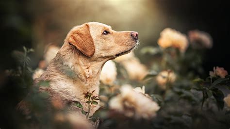 Labrador Wallpapers (42 images) - WallpaperCosmos