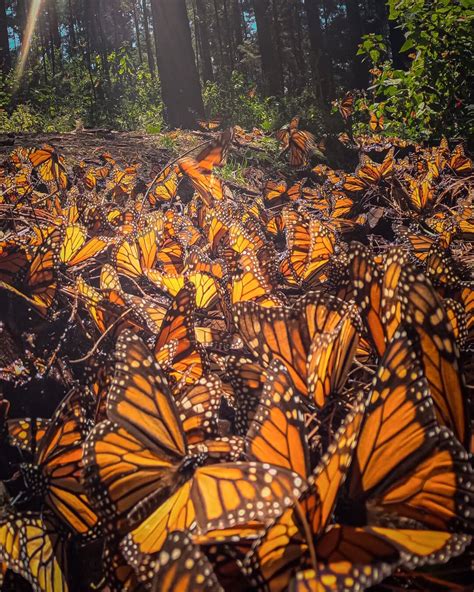 How to See The Monarch Butterfly Migration in Mexico - Jess Wandering