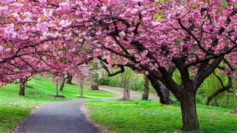 Cherry Blossom Tree Wallpaper 04 - [3840x2160]