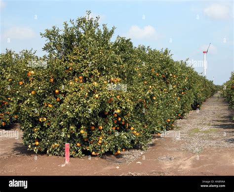 Orange Groves California High Resolution Stock Photography and Images ...