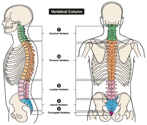 Understanding Spine Anatomy - Spine Info