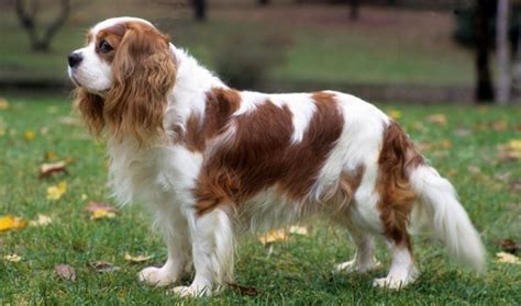 Cavalier King Charles Spaniel Dog Breed Information, Images ...