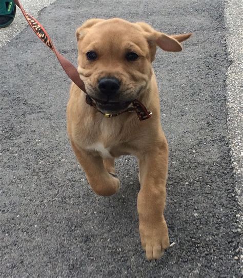 Pitbull / Golden retriever mix! (9weeks old) #Herculesthegoldenpit ...