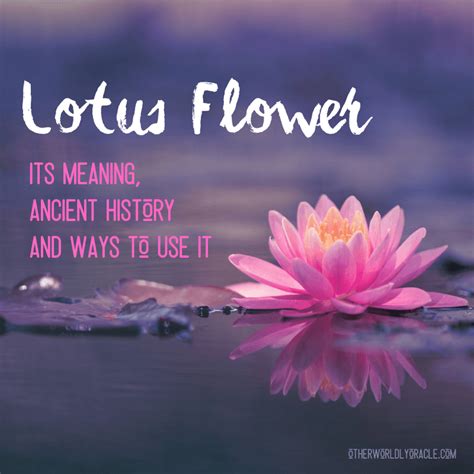 Lotus Flower Symbol Of Fertility | Best Flower Site