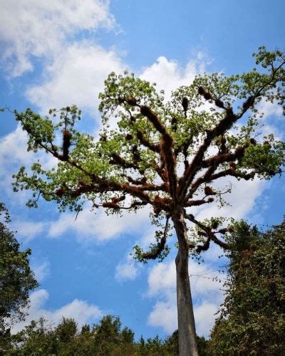 La ceiba en Guatemala | Aprende Guatemala.com